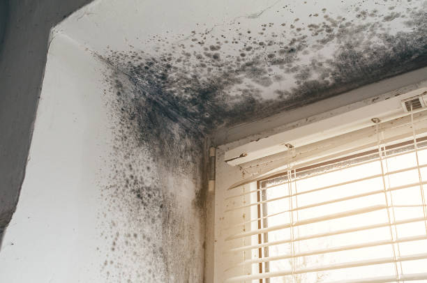 Affordable Mold Cleanup solutions in Springfield, TN